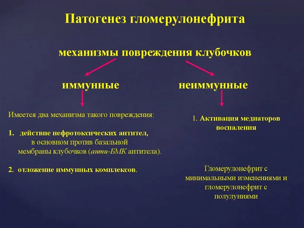 Патогенез повреждения. Ведущий патогенетический механизм развития гломерулонефрита. Механизм развития хронического гломерулонефрита. Патогенез иммунных механизмов развития гломерулонефрита. Гломерулонефрит патогенез механизм развития.