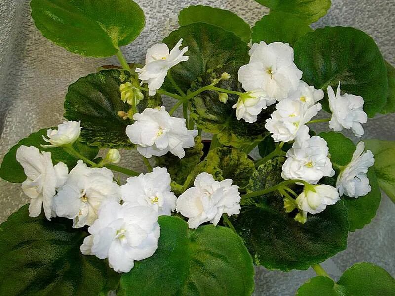 Фиалка жемчуг. Рс белый жемчуг фиалка. Фиалка жемчуг. Щербаков). Фиалка белый жемчуг щербакова.