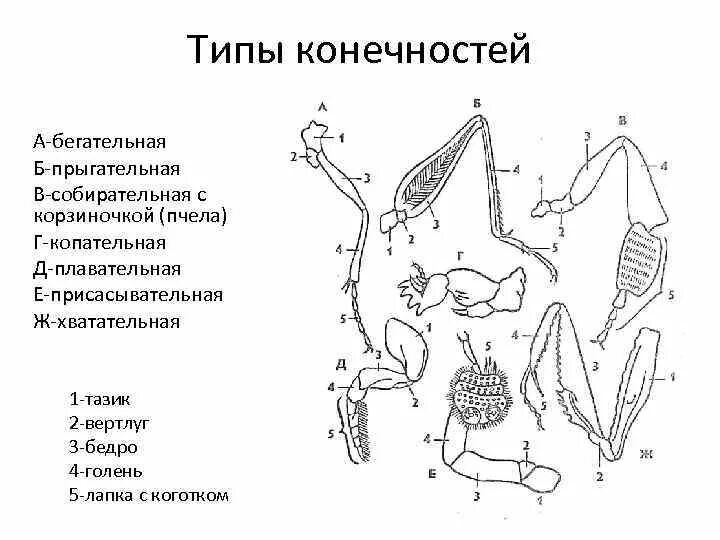 Строение и типы конечностей насекомых. Строение ноги бегательного типа насекомого. Типы строения конечностей насекомых таблица. Тип конечностей у пчелы. Конечности пчелы и кузнечика ласты дельфина