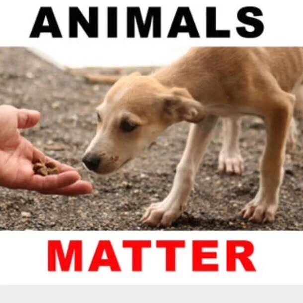 Help matters. Help animals. Animals help people. Why animals matter. Let's help to animal.