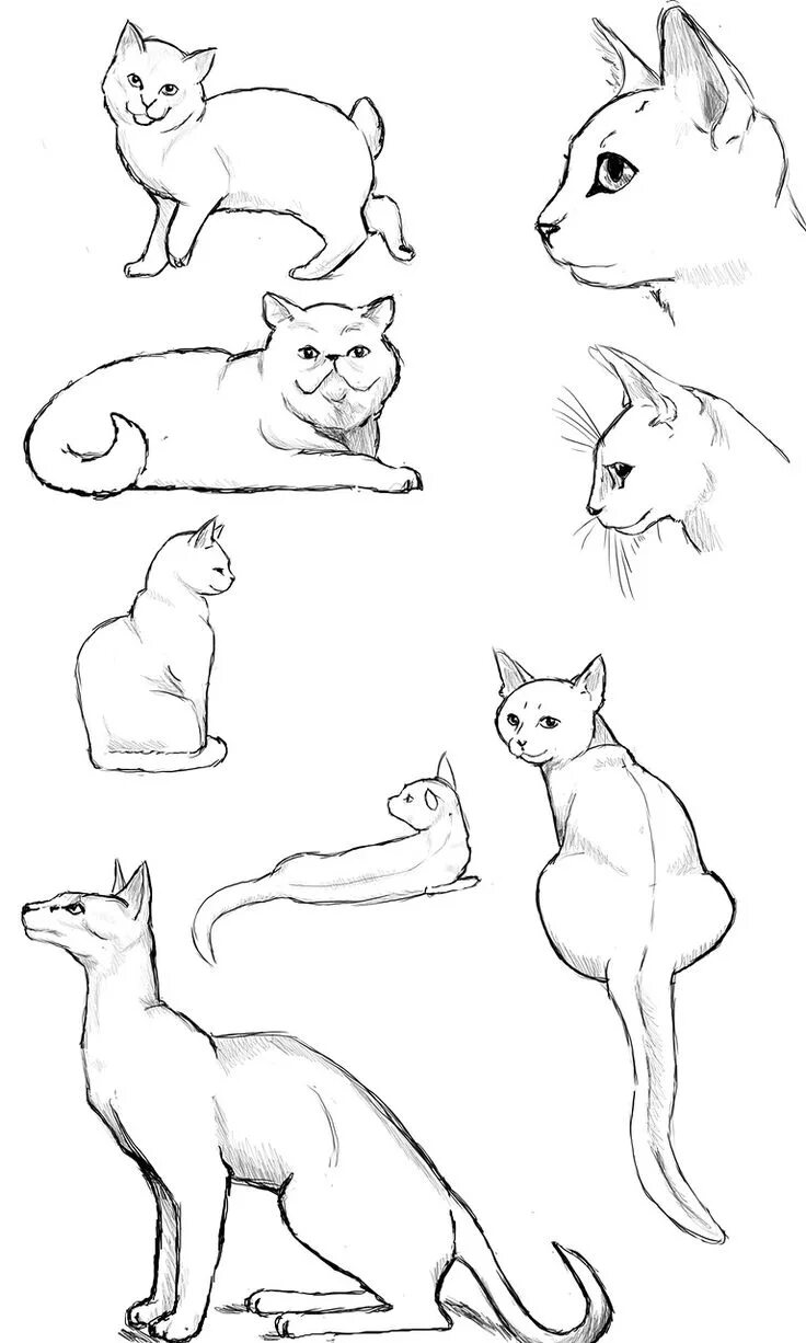 Как нарисовать стоящего котика