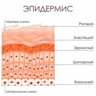 Пусси толық экранда