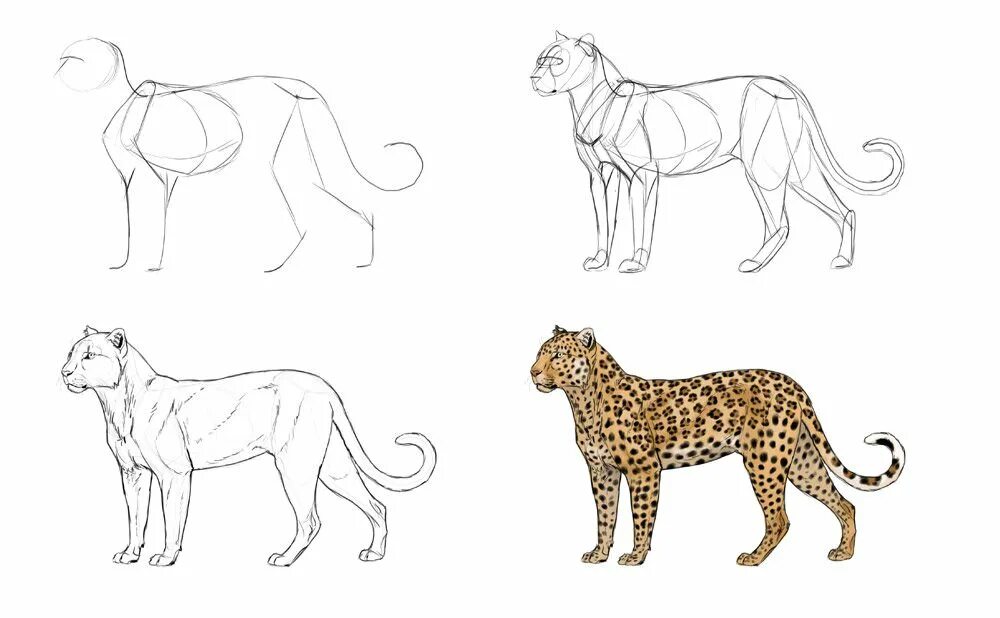 Рисунок животного. Рисунки животных карандашом. Леопард рисунок карандашом. Поэтапное рисование леопарда для детей. Как нарисовать любое животное