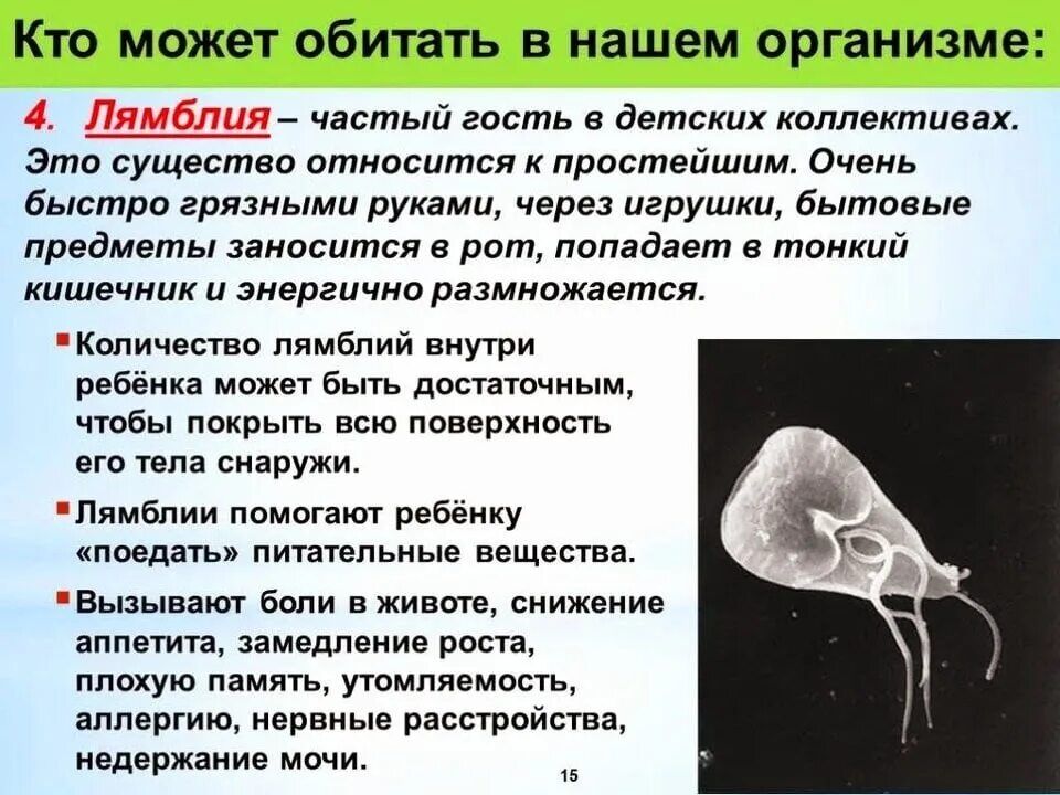 Инфекции вызванные простейшими. Простейшие паразиты лямблии. ЛМБЛИ. Простейший паразит лямблия.