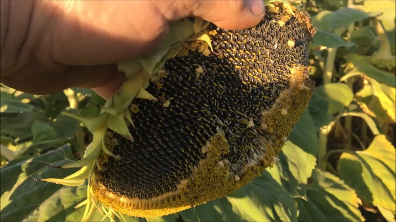 Как сажать подсолнухи семечками. Alta Seeds подсолнечник семена. Подсолнухи в огороде. Неома семена подсолнечника. Снятие подсолнуха.