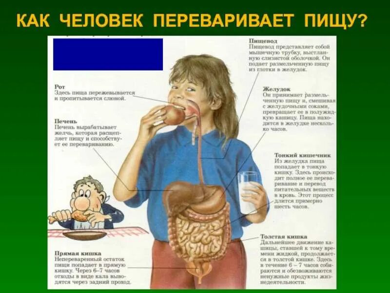 Какой орган переваривает пищу. Как человек переваривает пищу. как переваривается пища. как организм переваривает еду. как перереварвания пища.