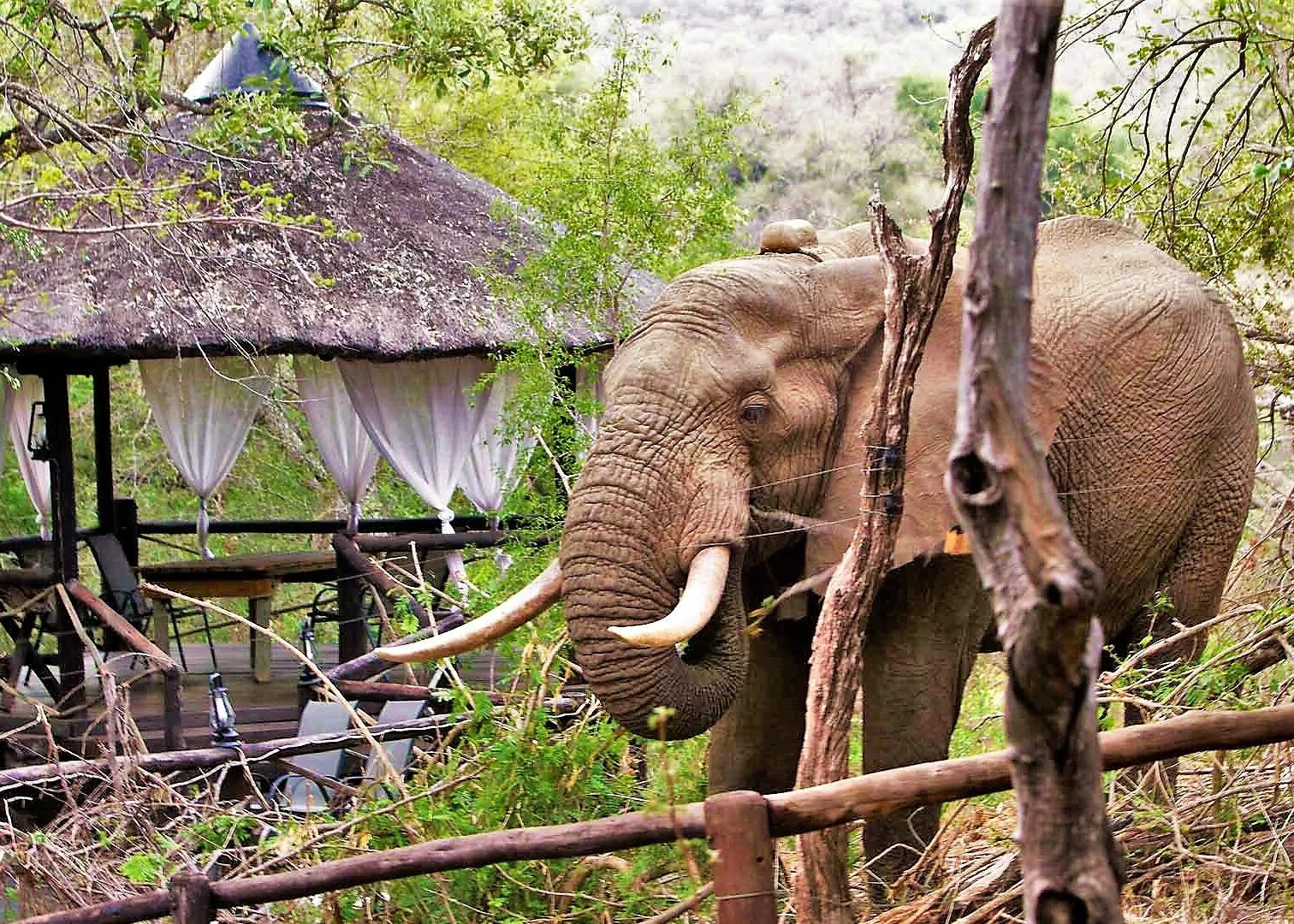 Elephant river. Green Collared Elephant.