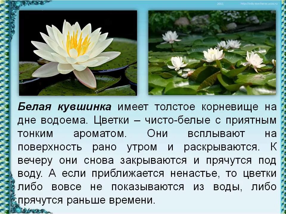 К какой группе относится кувшинка. Кувшинка белая рассказ. растения пресных водоемов кувшинка белая. кувшинка белая водяная лилия ставропольского края. растение пресного водоема кувшинка.