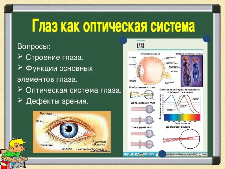 Глаз оптическая система физика 8 класс. Оптическая система глаза функции. Глаз как оптическая система. Строение и функции оптической системы глаза.