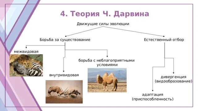 Дарвин естественный отбор борьба за существование. Борьба за существование и естественный отбор движущие силы. Формы борьбы за существование схема. Схема борьба за существование и естественный отбор. Тест по биологии естественный отбор 9 класс