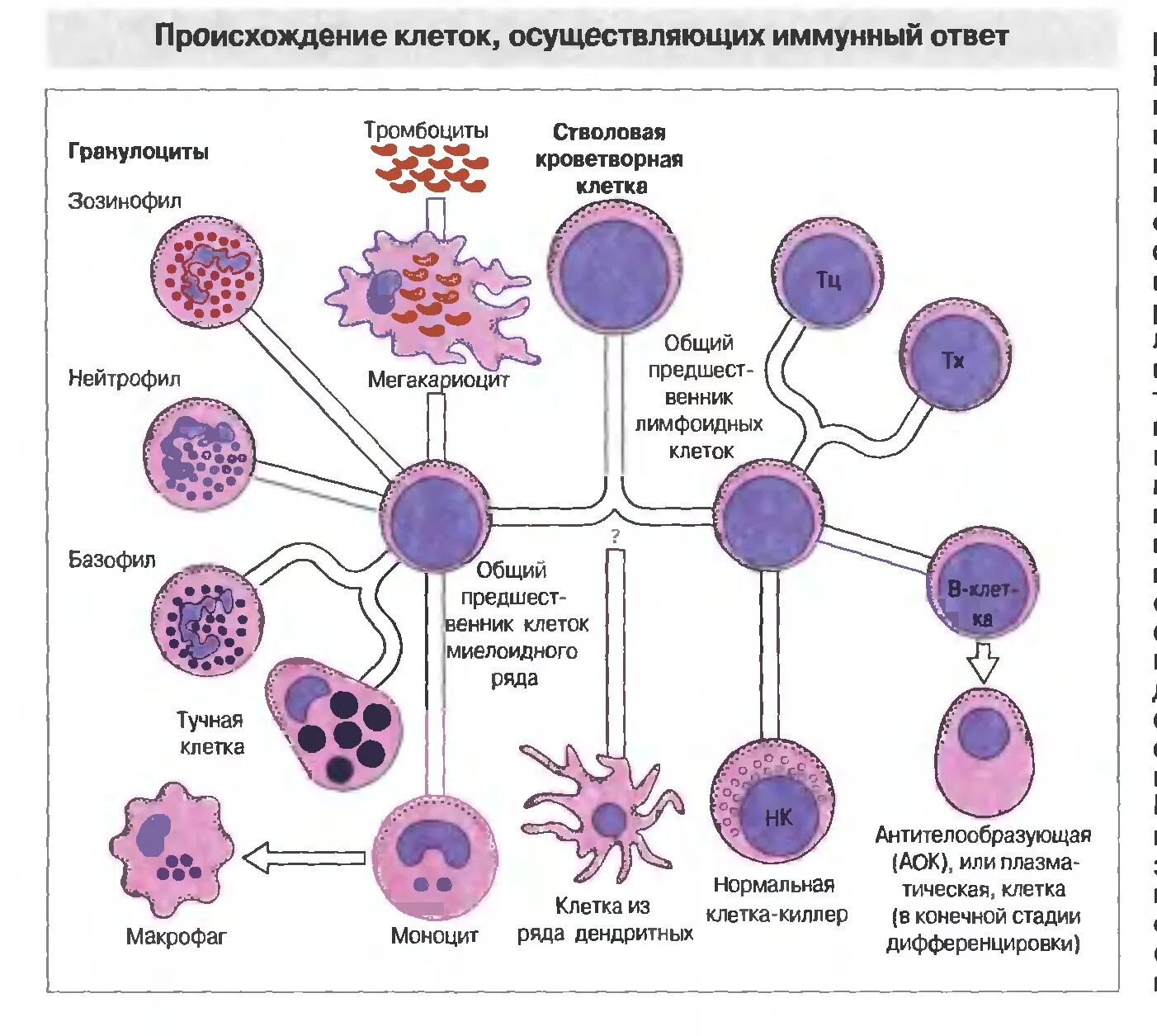 Клетками макрофагами являются. Клетки иммунной системы гистология. Клеточный иммунный ответ схема гистология. Клетки иммунной памяти гистология. Схема развития воспалительного иммунного ответа.