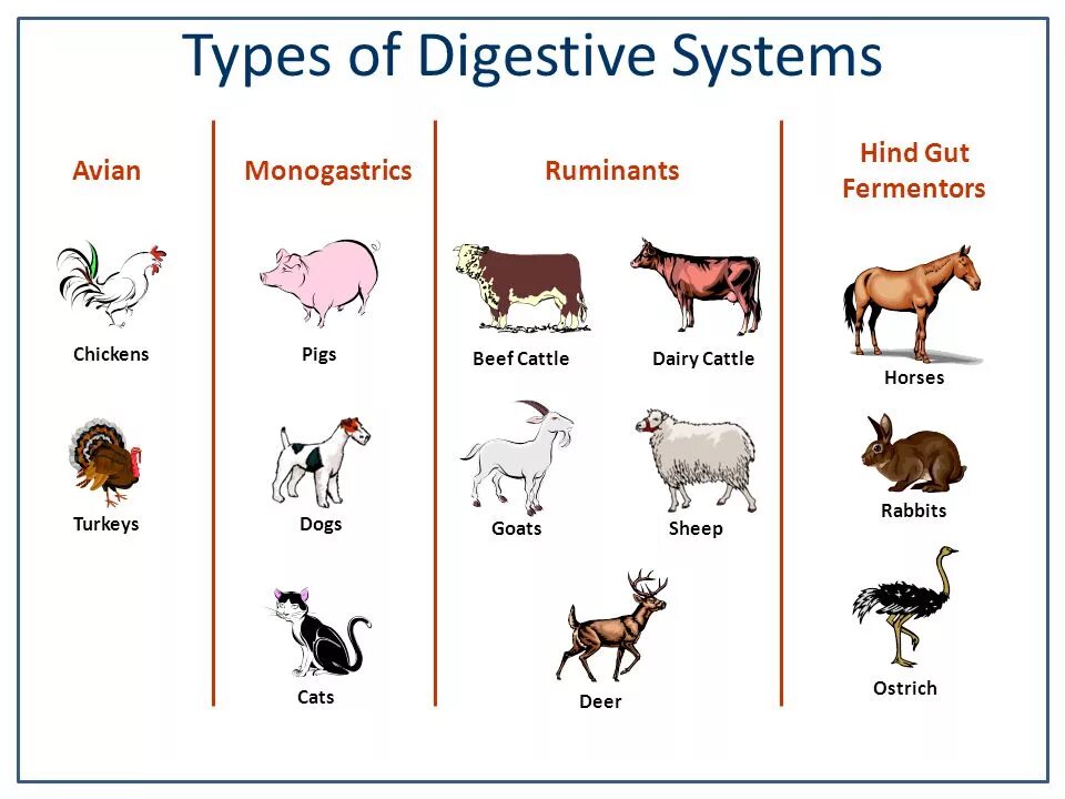 Digestive System animal. Types of digestion. Goat's Digestive System. Sheep Digestive System diagram.