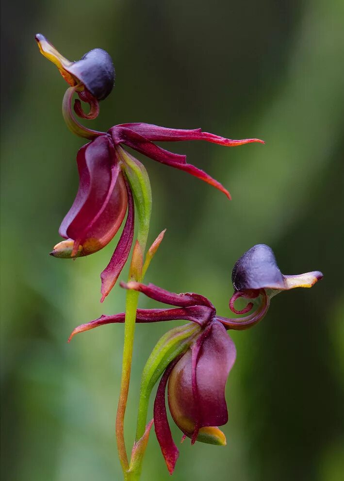 Картинки неизвестных цветов. Орхидея Калания. Орхидея Caleana Major. Калеана (Caleana Major). Хары Бюль Бюль цветок.