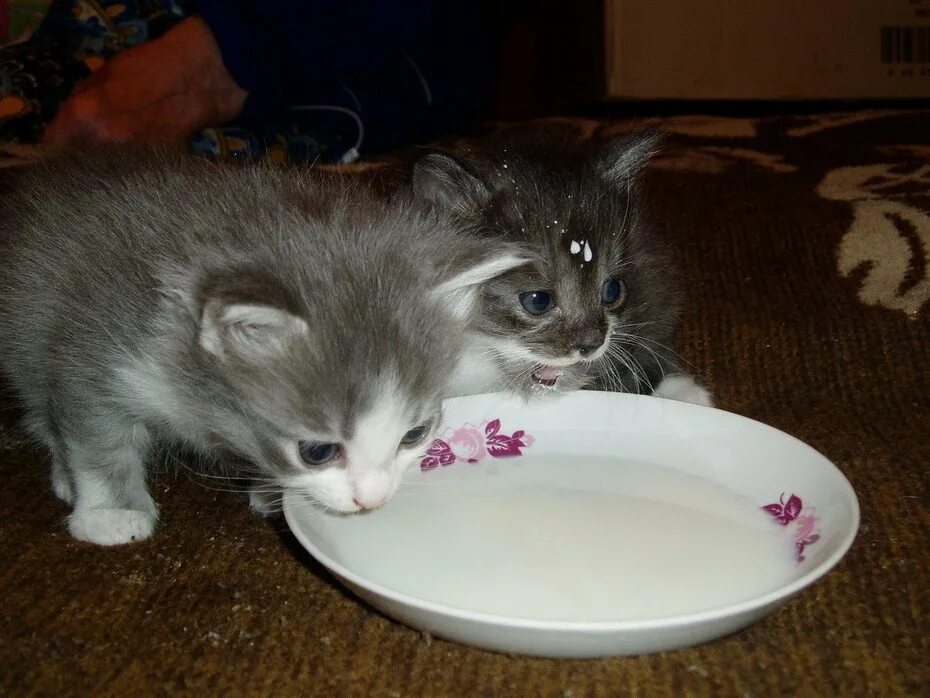 Кошка не кормит котят что делать. Кошка кушает. Котенок ест. Маленький котёнок кушает. Котенок кушает молоко.