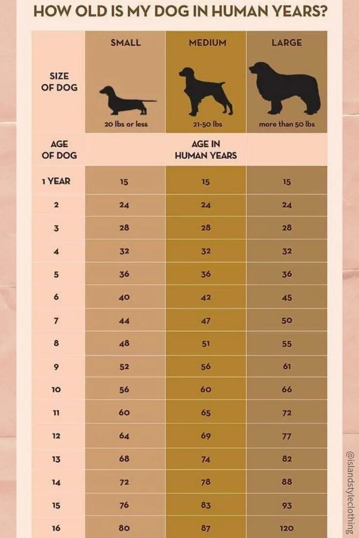 Собаке 10 лет сколько по человеческим меркам таблица. Сколько лет собаки на человеческий Возраст 1 год. Собаке 1 год сколько по человеческим меркам таблица. Таблица возраста собак по человеческим меркам крупных пород.