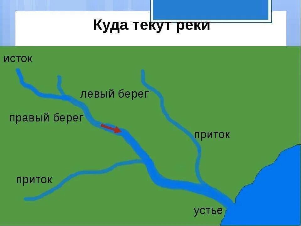 Почему протекает река. Исток реки Обь и Устье и притоки реки. Куда течет река?. Схема реки. Куда впадает река.