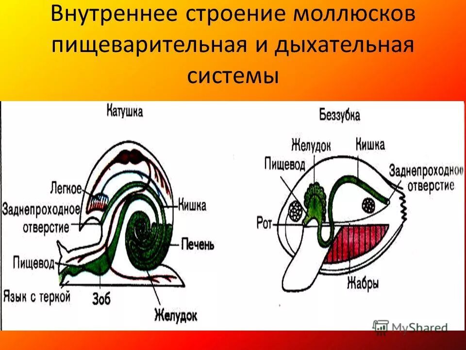 строение раковины роговой катушки. внешнее и внутреннее строение раковины катушки. внешнее строение катушки. внешнее и внутреннее строение роговой катушки. внутреннее строение обыкновенного прудовика.