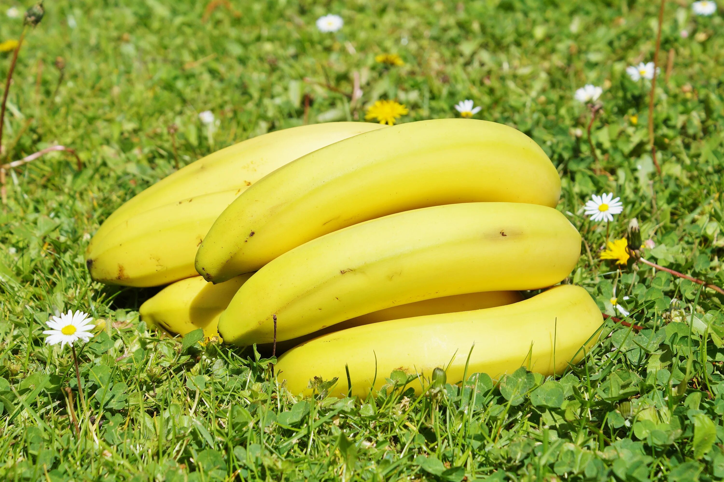 Банан. Фрукты банан. Спелый банан. Зеленые бананы.
