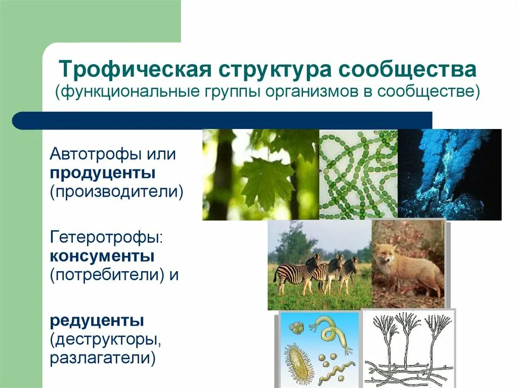 Продуценты это в биологии 5. Трофическая структура сообщества это в биологии. Трофическая структура биоценоза. Экологические сообщества структура сообщества. Трофическая структура популяции.