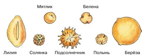 Какое строение имеет пыльца 6 класс биология