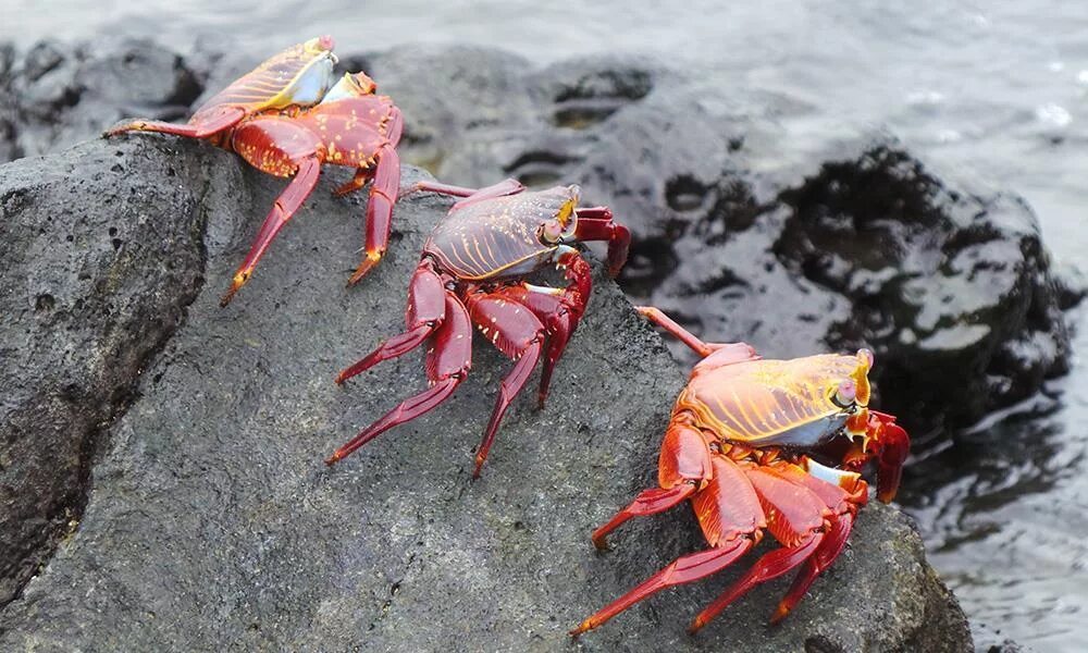 Роды крабов. Sally Lightfoot Crab. Тасманийский Королевский краб. Краб Салли Галапагосский.