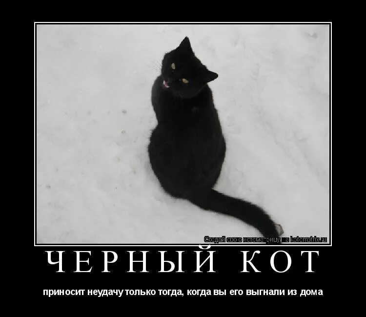Чуть не неси. Черный кот прикол. Приколы про черных котов. Наглый черный кот. Цитаты про чёрных котов.