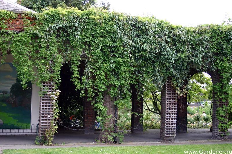 Пергола увитая плющом. Парковая беседка увитая плющом 7. Пергола увитая плющом. Ротонда беседка руины плющ. Королевский сад в англии берсо.