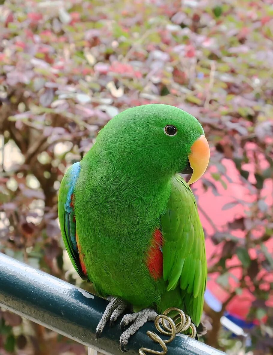 Синелобый малый ара. Карибский попугай. Волнистый попугай. Попугай пигмей. Австралийская фиговая птица.