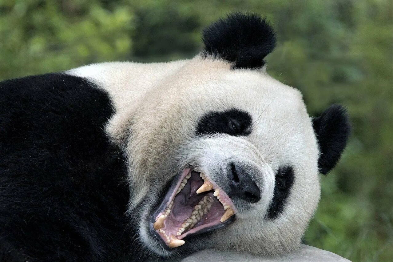 Панды едят мясо. Панда хищник или. Панда хищник или травоядное. Зубы панды. Злая Панда.