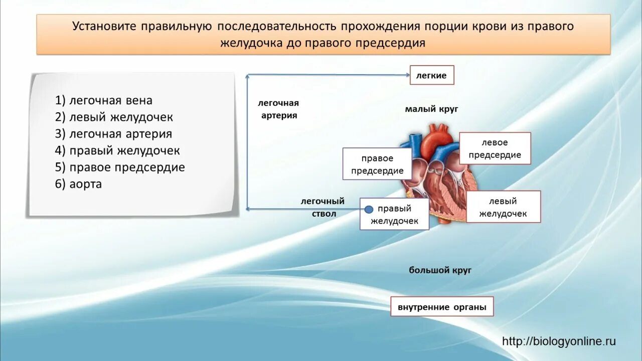 Последовательность прохождения крови. Последовательность порции крови. Установите последовательность прохождения крови. Последовательность прохождения порции крови.