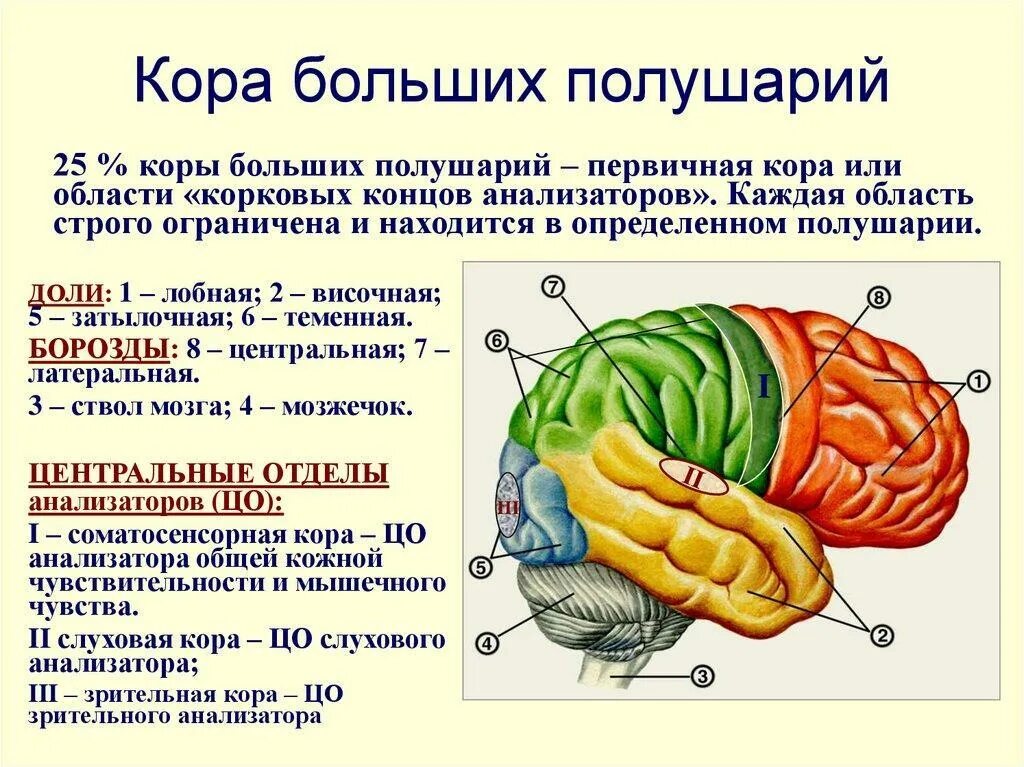 Строение затылочной доли. Строение головного мозга доли коры. Большие полушария головного мозга доли и зоны.