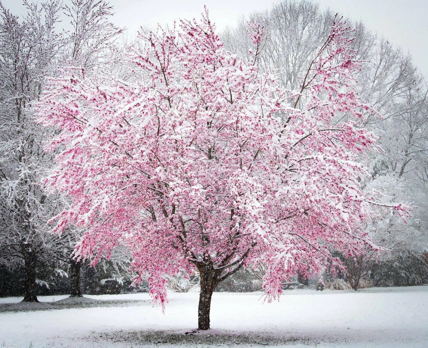 Цветущий миндаль в крыму зимой. Вишневые деревья в снегу. Цветущие деревья в снегу. Цветущие деревья в снегу. Цветет миндаль иерусалим.