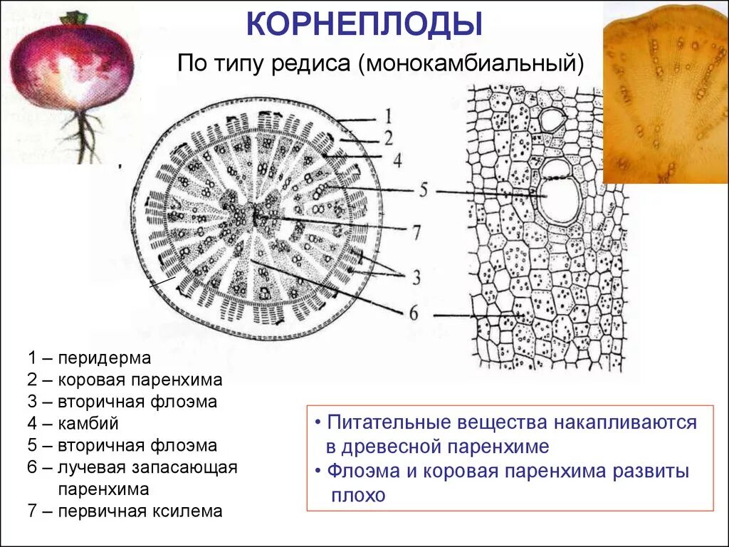 Редис схема. Анатомическое строение корнеплода моркови. корень моркови поперечный срез схема. поперечный срез корнеплода моркови. анатомическое строение свеклы.