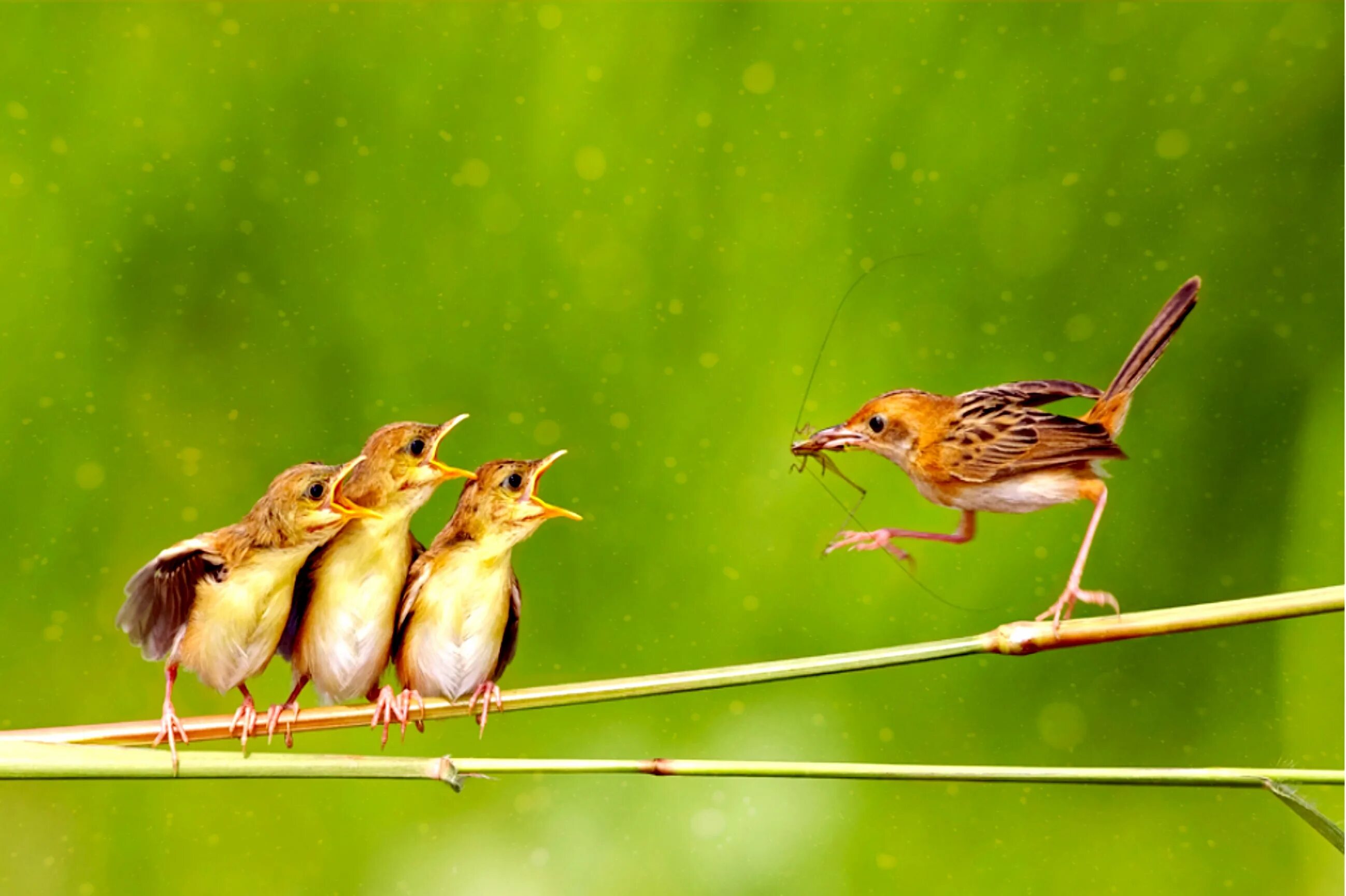 радостное пение птиц. птицы поют. радостное пение птиц. соловей птичка певчая. певчие птицы соловей.
