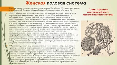 Яичник половая система