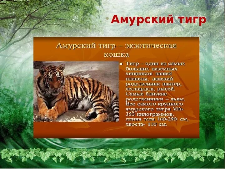 Рассказ при Амурского Тигоа. Амурский тигр красная книга. Рассказ про Амурского тигра. О Амурском Тигре из красной книги.