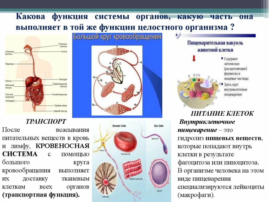 Органы выполняющие общие функции. Функции в организме человека выполняет пищеварительная система. Функции пищеварительных органов человека. Функции всех органов пищеварительной системы. Питательные вещества пищеварительной системы.