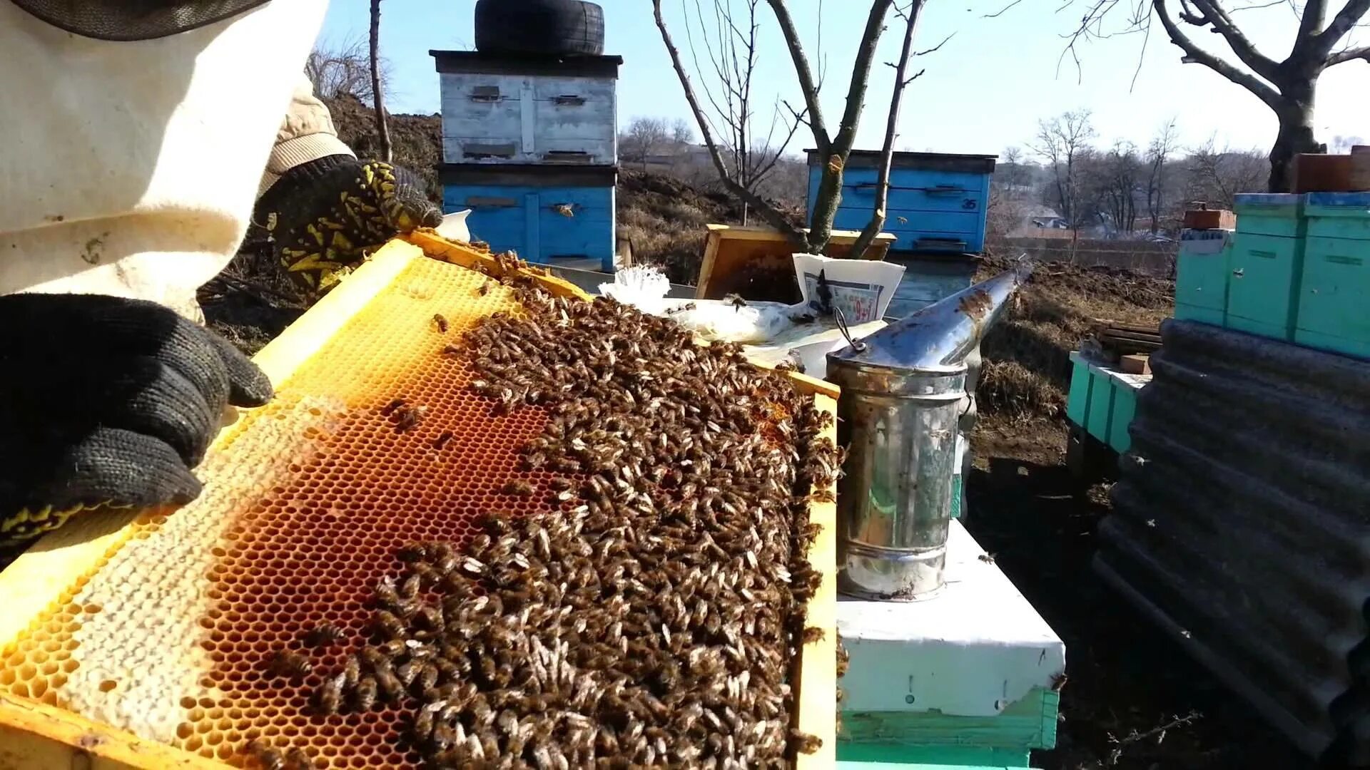 Пчелы весной после зимовки. Пасека весной. Пчеловодство. Улей для пчел. Пчелы пасека.