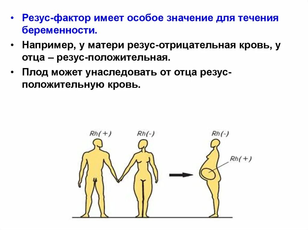 Значение резус фактора. Резус отрицательный. Мать резус отрицательный отец резус положительный беременности. Резус фактор имеет особое значение. Беременность резус отрицательный и положительный