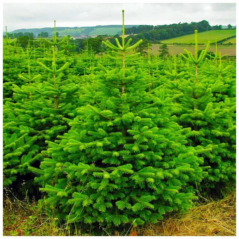 Пихта лет. Пихта корейская цис. Пихта корейская сильберлок. Пихта сибирская (ábies sibírica). Пихта корейская blauer pfiff.