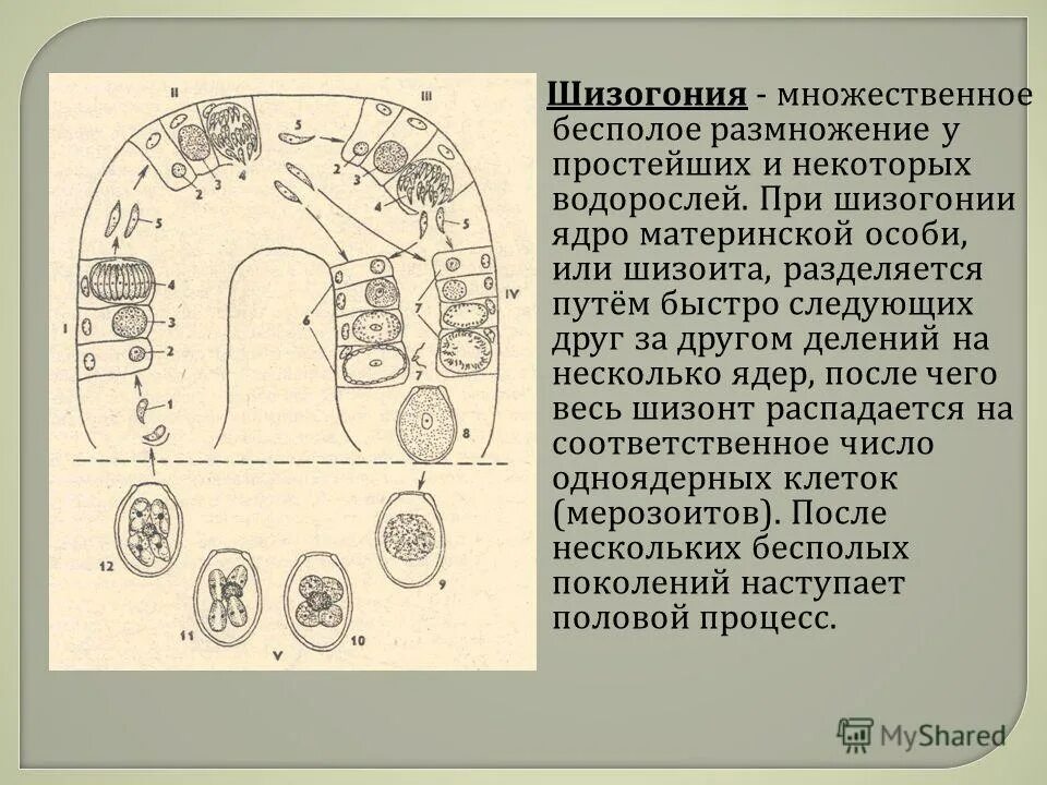 цикл малярийного плазмодия оокинета. цикл развития малярийного плазмодия. множественное деление шизогония. шизогония малярийного плазмодия. жизненный цикл малярийного плазмодия рисунок.