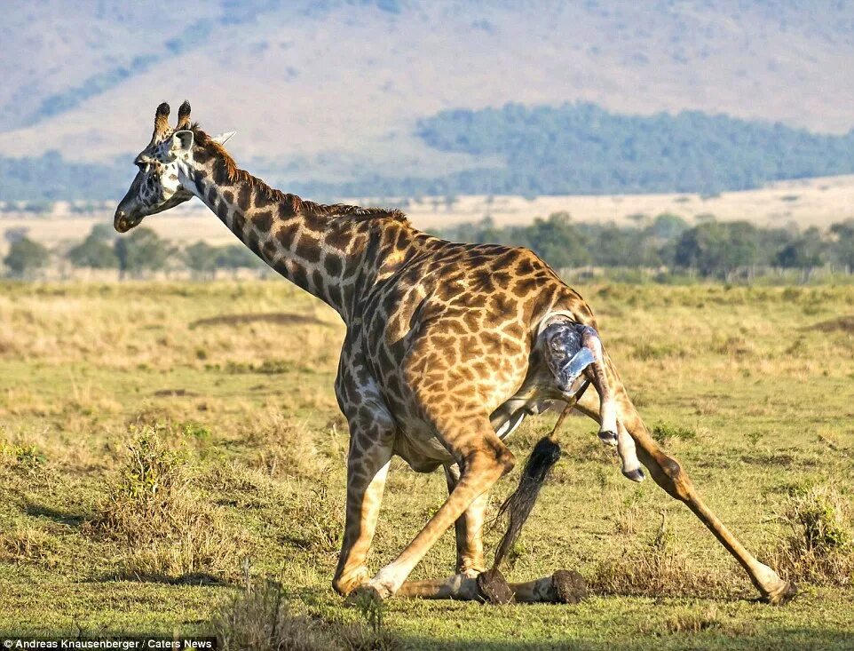 Нубийский Жираф. Беременный Жираф. Жираф рождается. Роды жирафа. Сколько всего детенышей жирафа родилось за два