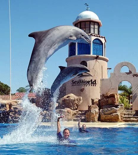 World san. SEAWORLD Сан Диего. Тематический парк морской мир в Сан-Диего. Океанариум в Сан Диего.