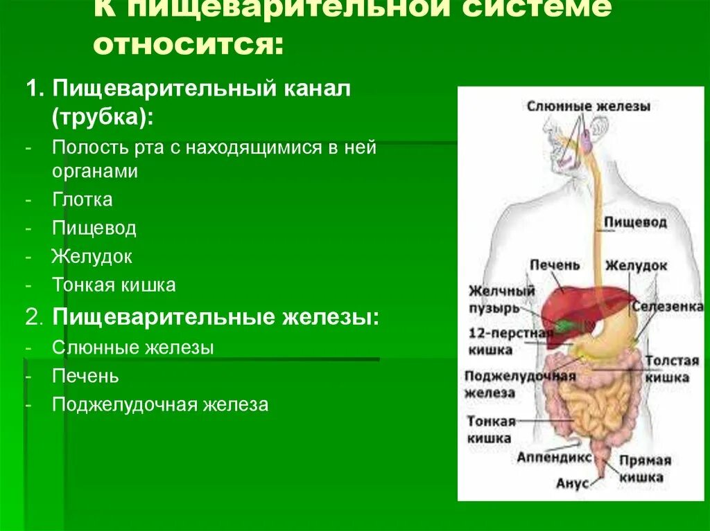 Глотка пищевод желудок двенадцатиперстная кишка. Орган не относящийся к пищеварительной системе. Что относится к органам пищеварения. Функции переднего отдела пищеварительной системы. 27. Пищеварительная система: пищеварительный канал и железы..