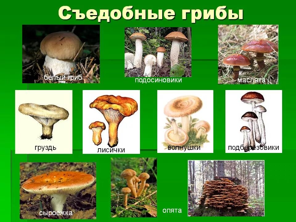 Грибы: съедобные и несъедобные. Фото съедобных грибов с названиями. Грибы съедобные несъедобные и ядовитые. 10 съедобных. Грибы сдобые и не съедобные.