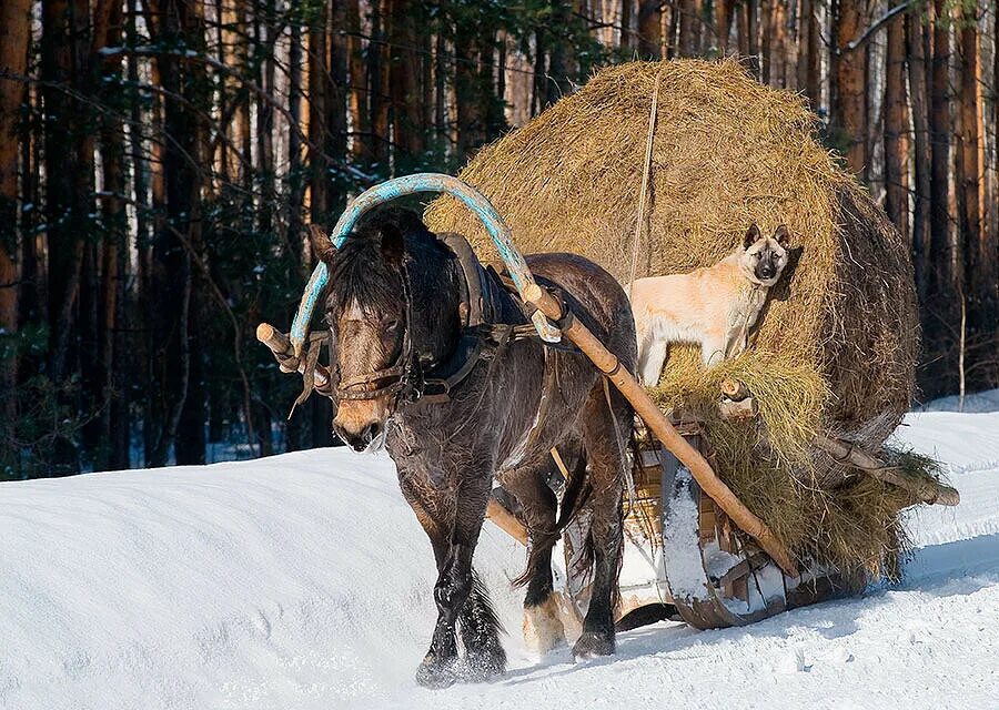 Зимнее сено. Лошадь с санями. Воз для лошади. Лошадь запряженная в сани. Лошадь с санями в деревне.