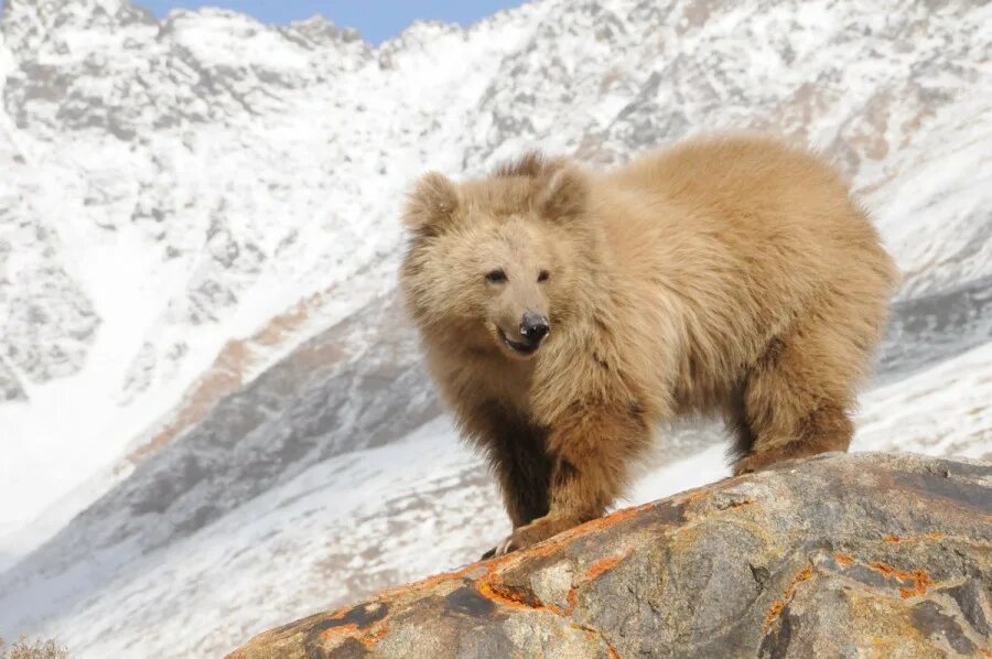 Гризли североамериканский бурый медведь. На репите текст группа авокадо. Авокадо на репите песня. Курон аю. Экс аю.