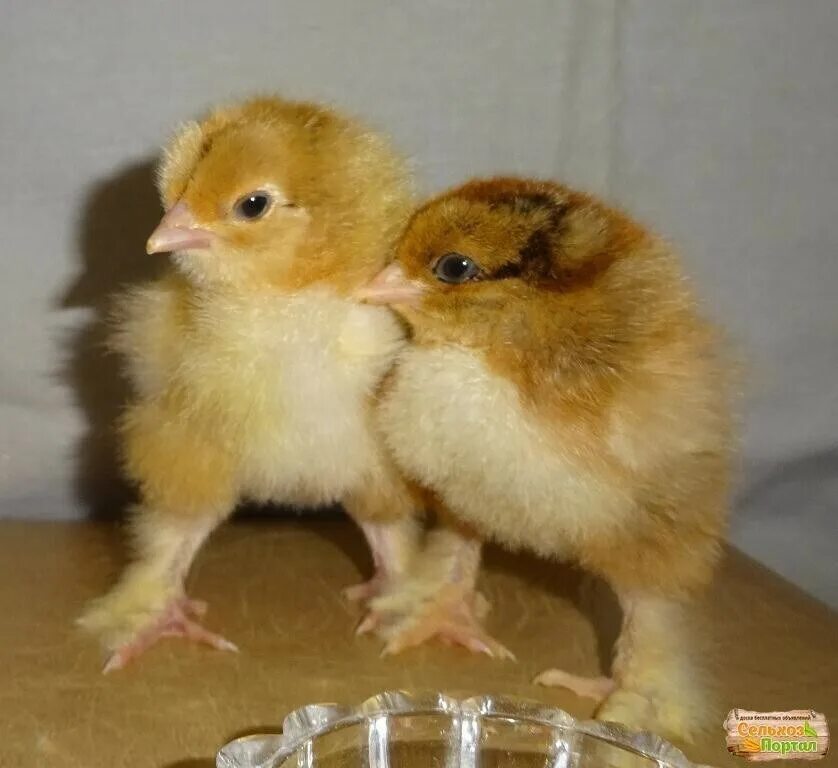 Цыплята купить в тульская. Брама куропатчатая цыплята суточные. Цыплята Брама куропатчатая. Цыплята кур Брама. Суточные цыплята брамы палевой.