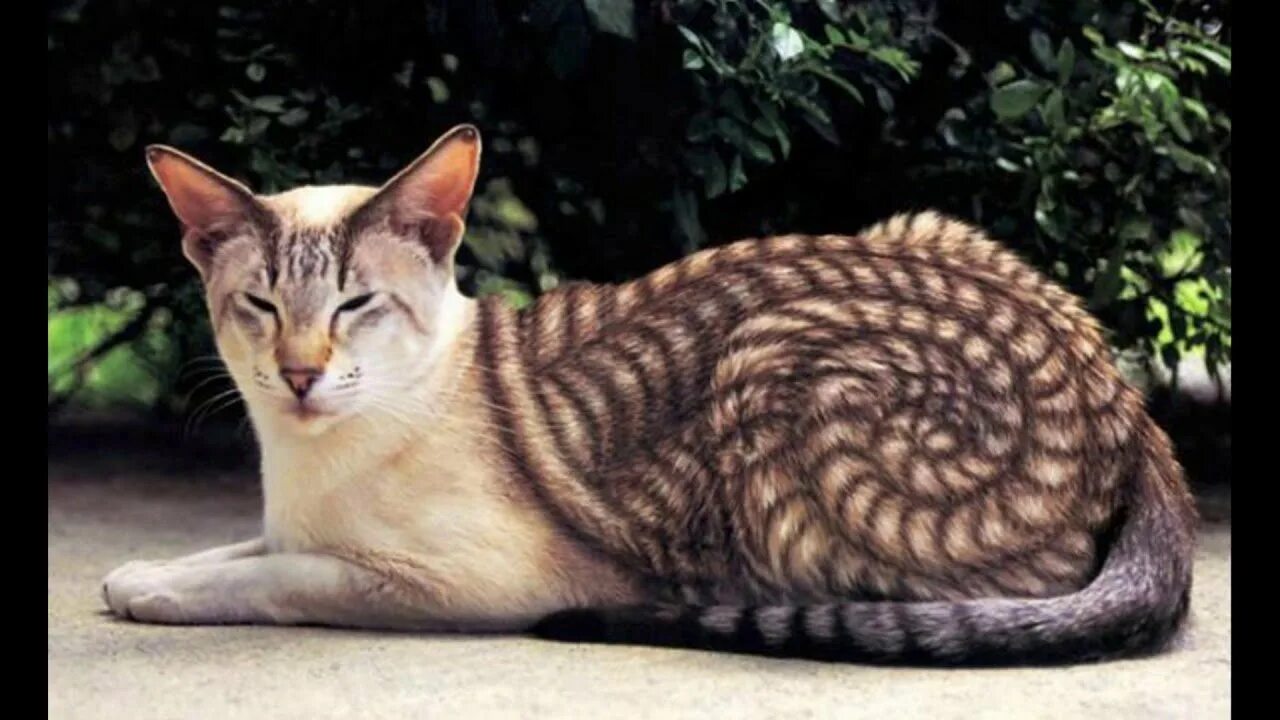 Земля это котик фото. Двуликая кошка венера. Куча кошек. Япония остров кошек аосима. Бирюзовый кот.