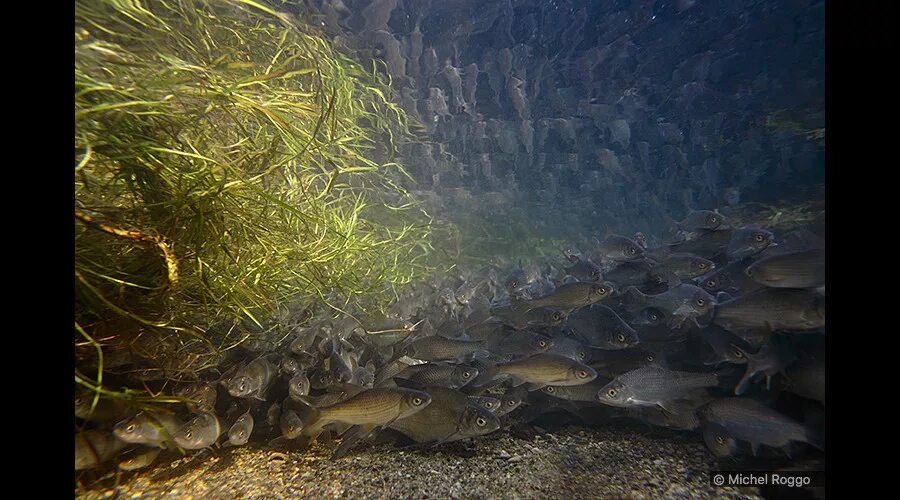 Весенний нерест. Нерест плотвы. Сорога нерест. Нерест плотвы. Нерест леща.